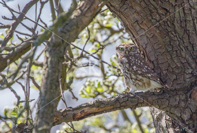 Little Owl (Athene noctua)