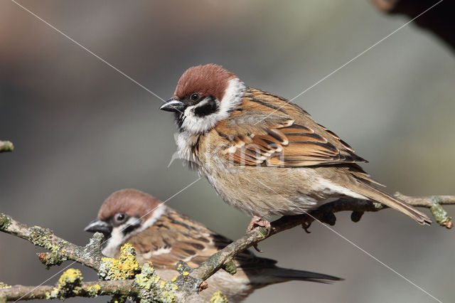 Eurasian Tree Sparrow (Passer montanus)