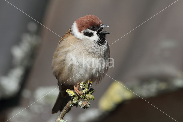 Eurasian Tree Sparrow (Passer montanus)