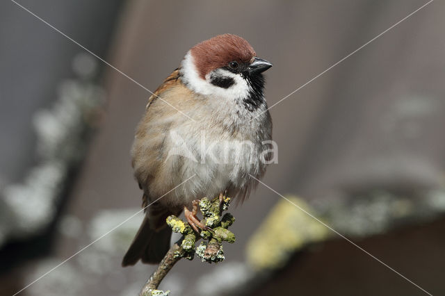 Ringmus (Passer montanus)