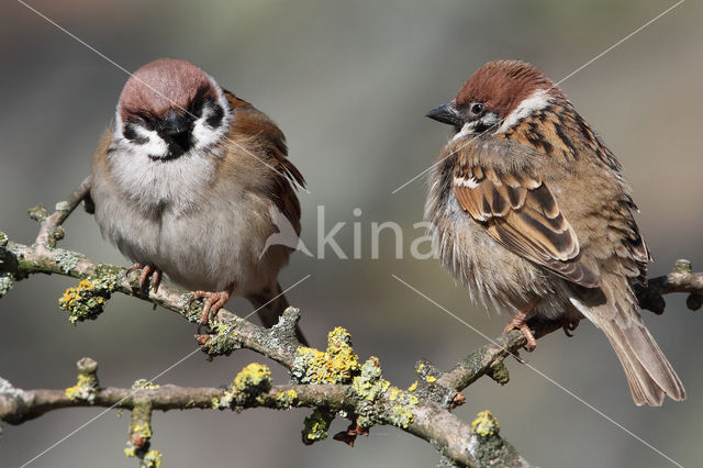 Ringmus (Passer montanus)