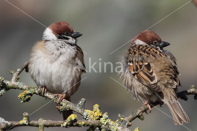 Ringmus (Passer montanus)