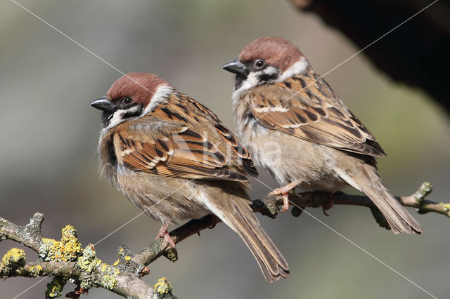 Eurasian Tree Sparrow (Passer montanus)