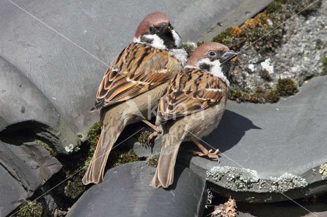 Eurasian Tree Sparrow (Passer montanus)