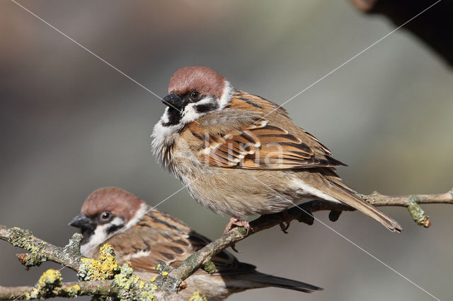 Eurasian Tree Sparrow (Passer montanus)