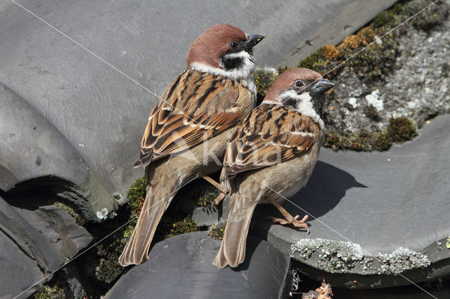 Ringmus (Passer montanus)