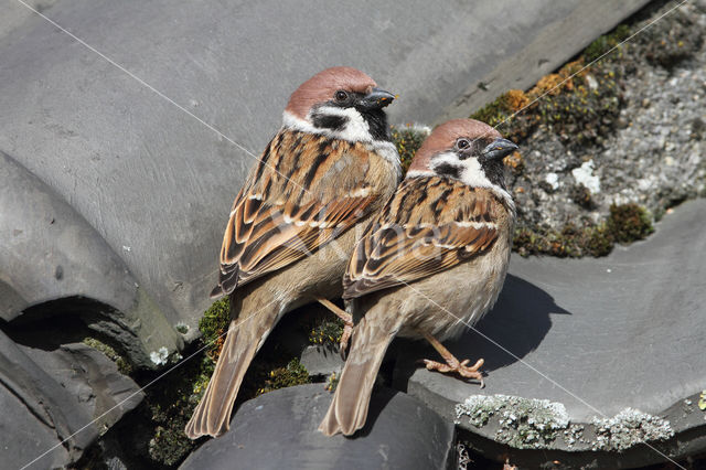 Eurasian Tree Sparrow (Passer montanus)