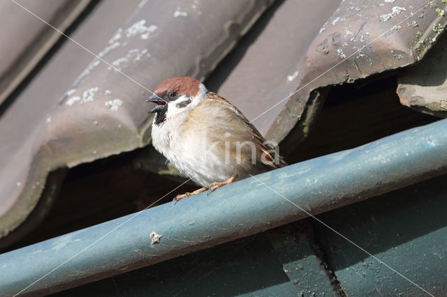 Eurasian Tree Sparrow (Passer montanus)