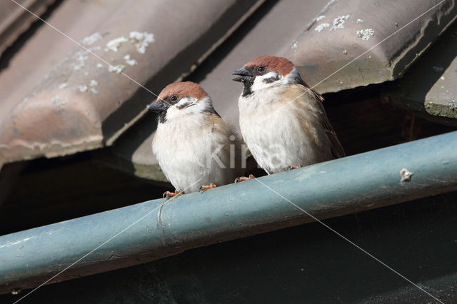 Eurasian Tree Sparrow (Passer montanus)