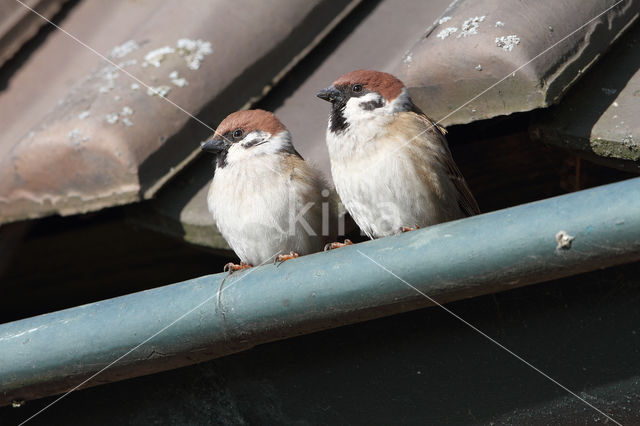 Eurasian Tree Sparrow (Passer montanus)