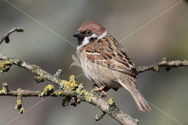 Eurasian Tree Sparrow (Passer montanus)