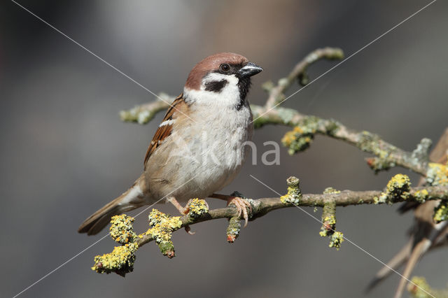 Ringmus (Passer montanus)