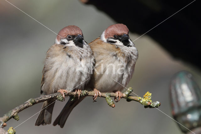 Eurasian Tree Sparrow (Passer montanus)