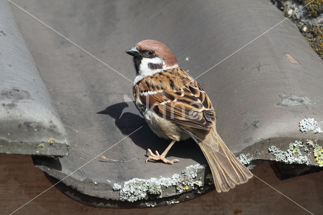 Eurasian Tree Sparrow (Passer montanus)