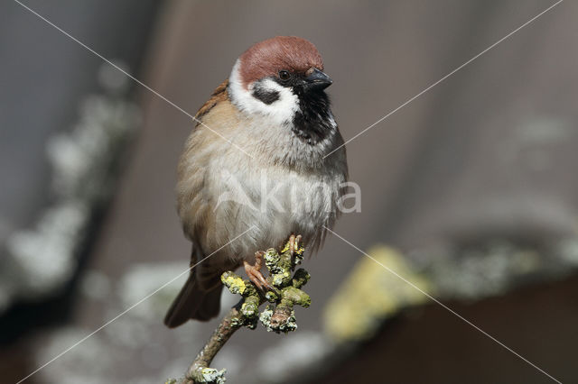 Ringmus (Passer montanus)