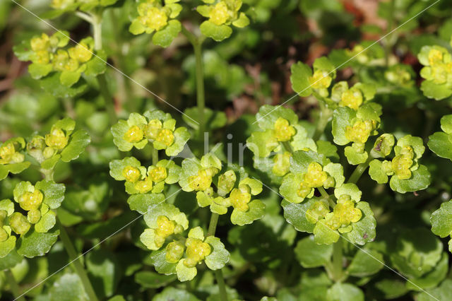 Alternate-leaved Golden Saxifrage (Chrysosplenium alternifolium)