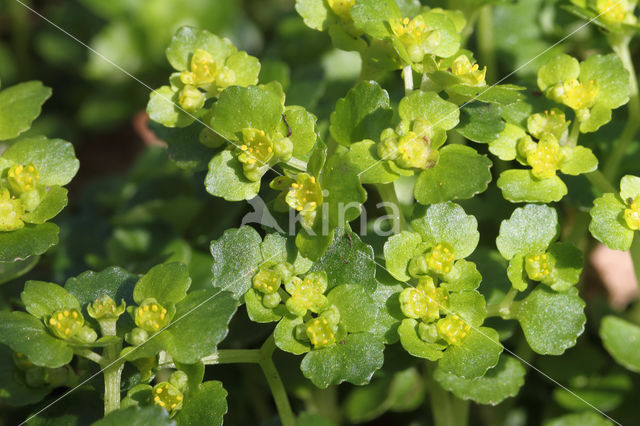 Alternate-leaved Golden Saxifrage (Chrysosplenium alternifolium)