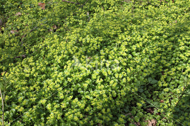 Verspreidbladig goudveil (Chrysosplenium alternifolium)