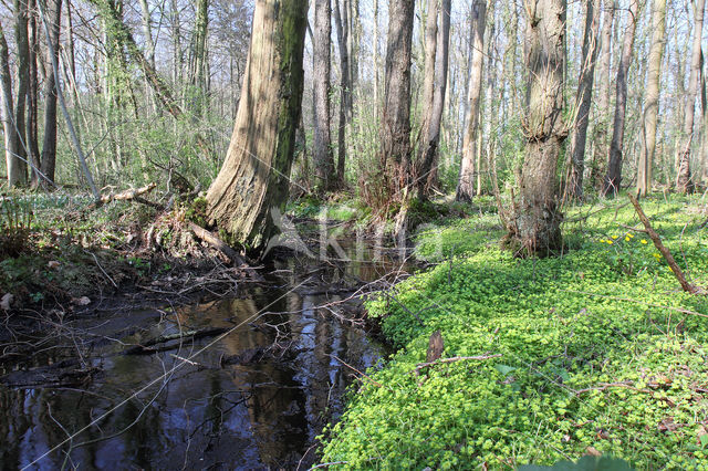 Verspreidbladig goudveil (Chrysosplenium alternifolium)