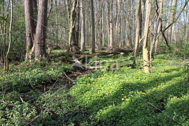 Verspreidbladig goudveil (Chrysosplenium alternifolium)