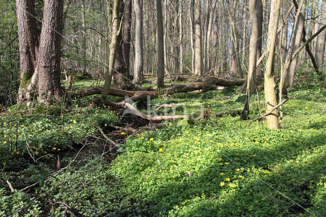 Verspreidbladig goudveil (Chrysosplenium alternifolium)