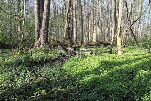 Alternate-leaved Golden Saxifrage (Chrysosplenium alternifolium)