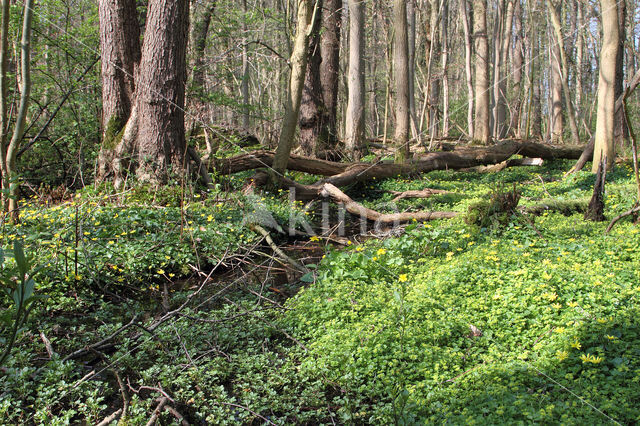 Alternate-leaved Golden Saxifrage (Chrysosplenium alternifolium)