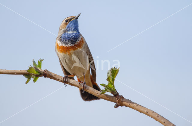 Blauwborst (Luscinia svecica)