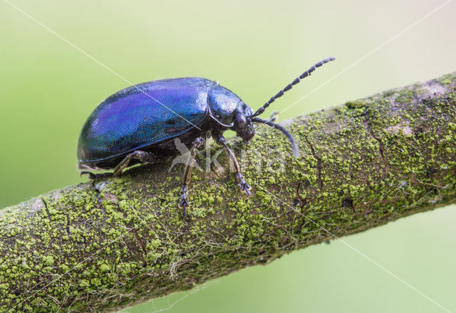 alder leaf beetle (Agelastica alni)