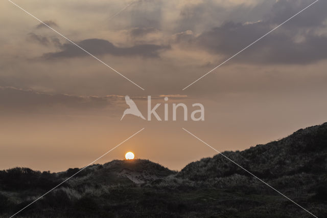 Marram (Ammophila arenaria)