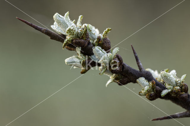 Sea-buckthorn (Hippophae rhamnoides)