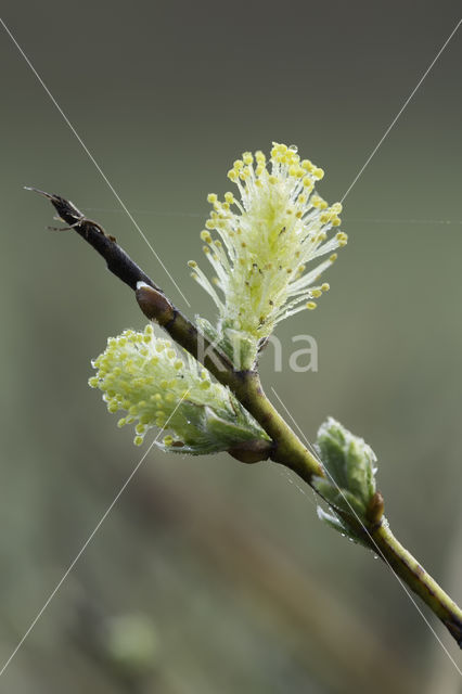 Creeping Willow (Salix repens)