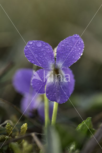 Ruig viooltje (Viola hirta)