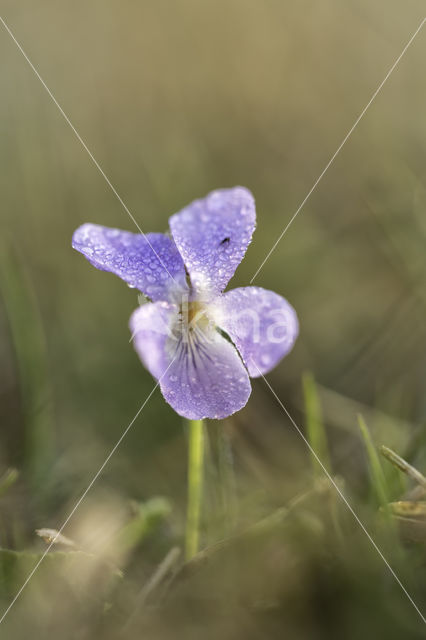 Ruig viooltje (Viola hirta)