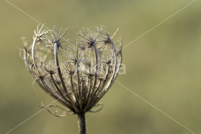 Wilde Peen (Daucus carota)