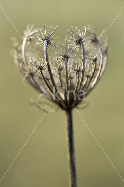 Wild Carrot (Daucus carota)