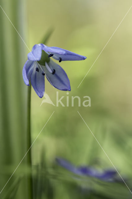 Vroege sterhyacint (Scilla bifolia)