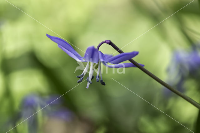 Alpine Squill (Scilla bifolia)