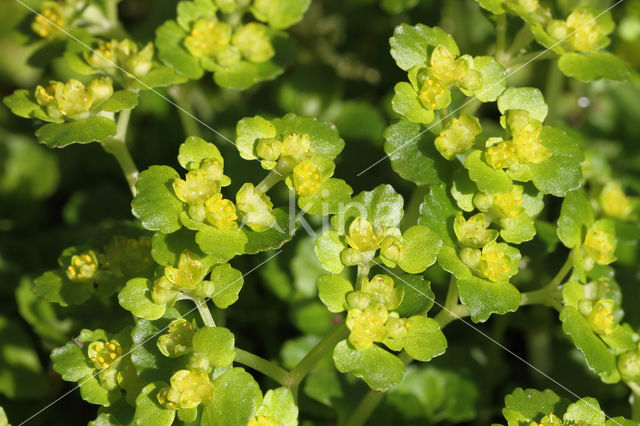 Alternate-leaved Golden Saxifrage (Chrysosplenium alternifolium)