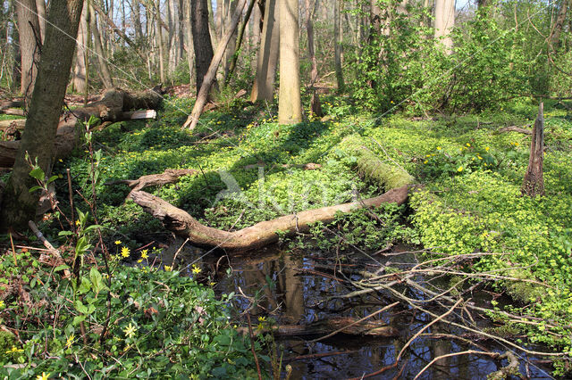 Alternate-leaved Golden Saxifrage (Chrysosplenium alternifolium)