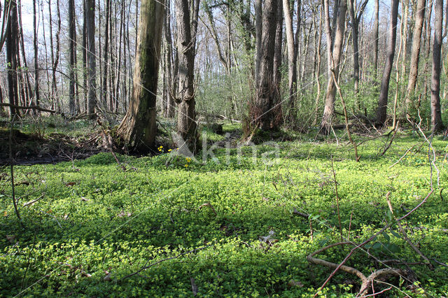 Verspreidbladig goudveil (Chrysosplenium alternifolium)