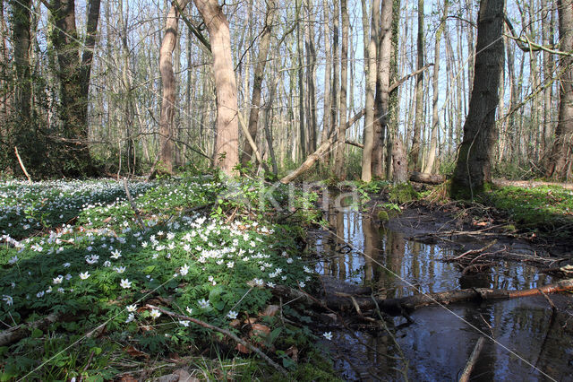 Verspreidbladig goudveil (Chrysosplenium alternifolium)