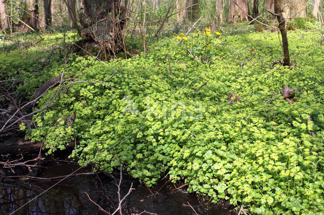 Verspreidbladig goudveil (Chrysosplenium alternifolium)