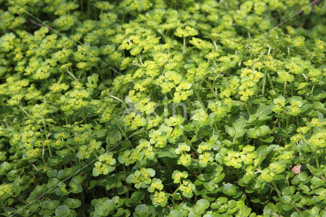 Alternate-leaved Golden Saxifrage (Chrysosplenium alternifolium)