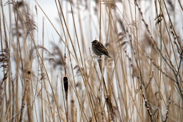 Reed Bunting (Emberiza schoeniclus)