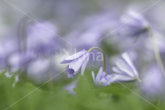 Blue Anemone (Anemone apennina)