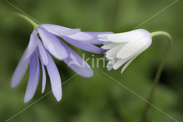 Blue Anemone (Anemone apennina)