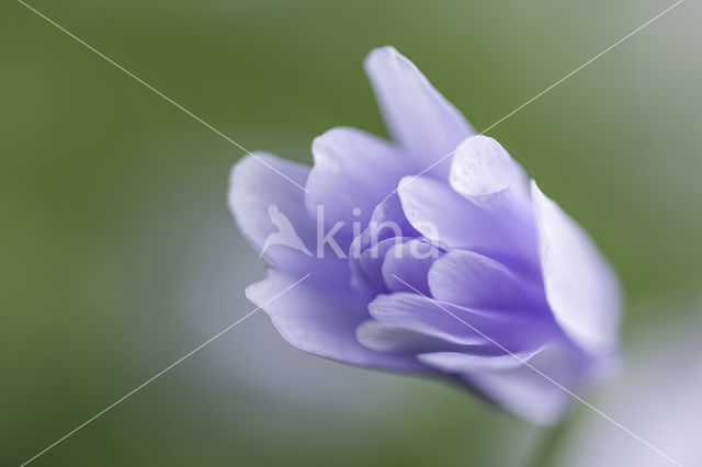 Blauwe anemoon (Anemone apennina)