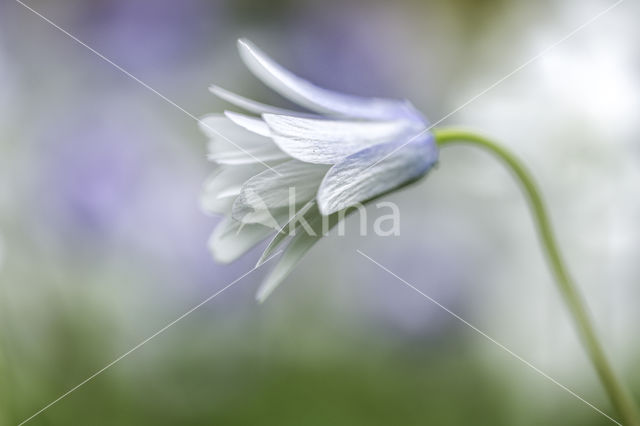 Blauwe anemoon (Anemone apennina)