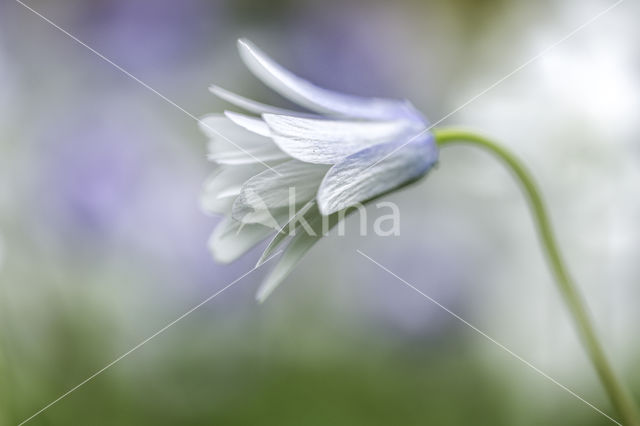 Blue Anemone (Anemone apennina)